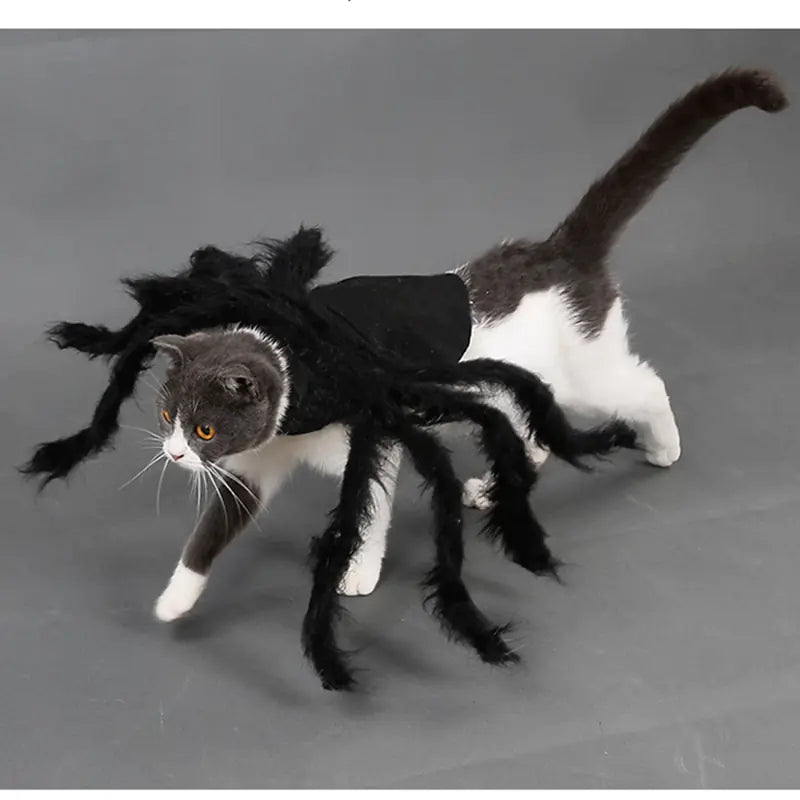 Spider Costume for Pets (Halloween)