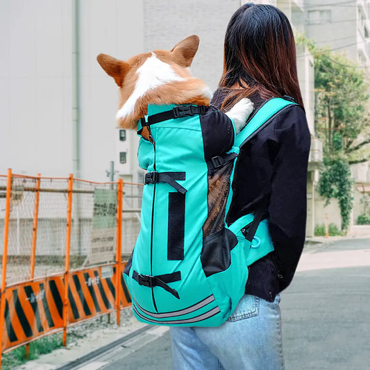 Pet Carrier Backpacks: How to Pick a Safe One for Your Dog or Cat
