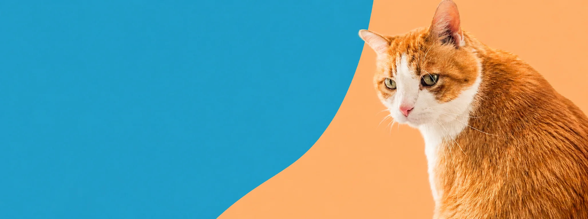 Mika, the real cat behind Mika's Shop, on a blue and orange background - honest picks tested on real cats